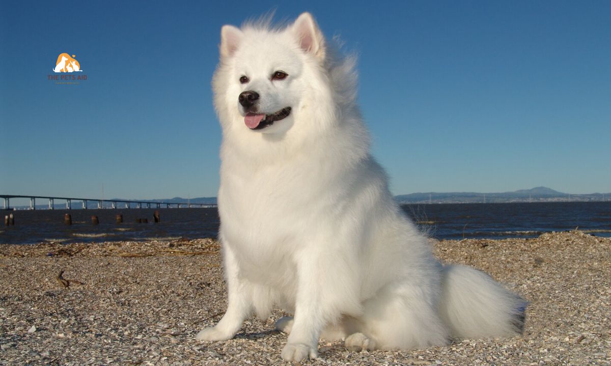 10 Dogs That Resemble Huskies - (Smaller, Bigger, & That Don't Shed) 8 American Eskimo Dog